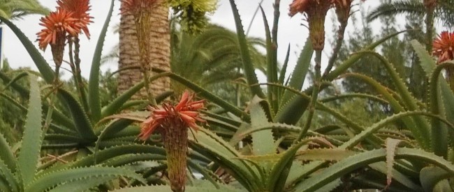 Blühende Aloe Vera Pflanzen