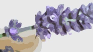 Lavendel, Abbildung